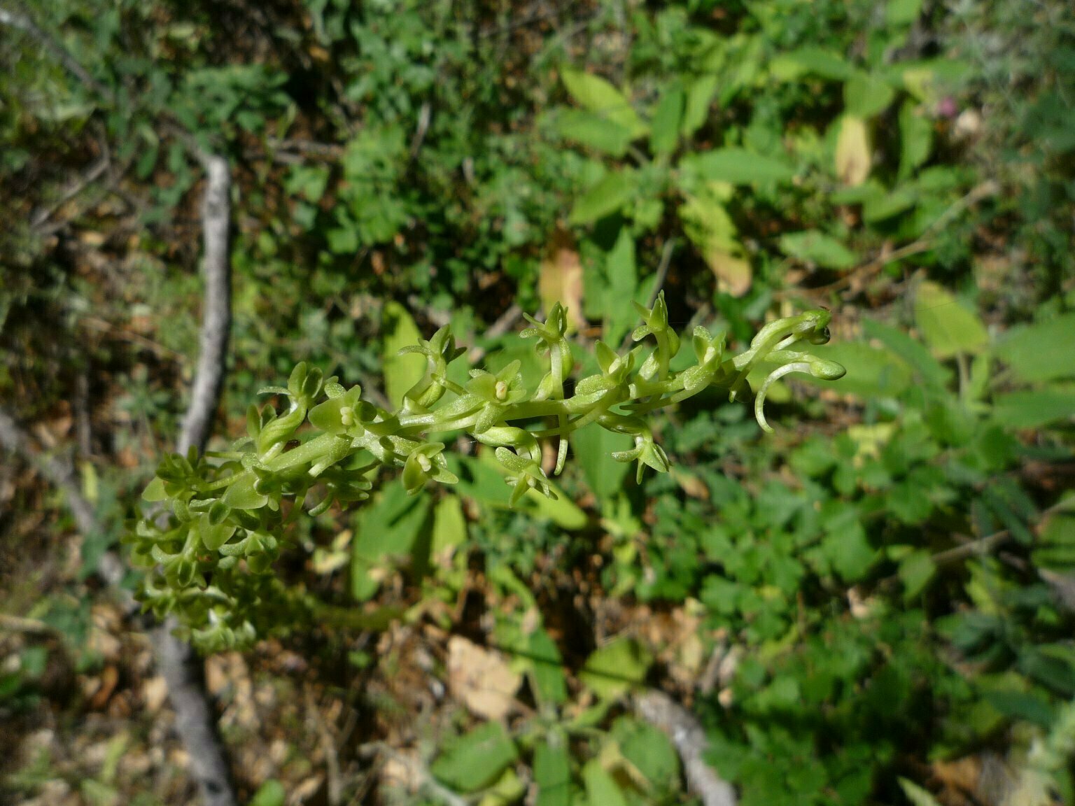 High Resolution Piperia michaelii Bud